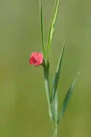 نبات Lathyrus sphaericus في بيئته الطبيعية