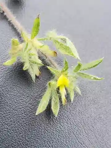 نبات Leobordea platycarpa في بيئته الطبيعية
