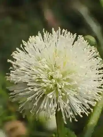 نبات Leucaena leucocephala في بيئته الطبيعية