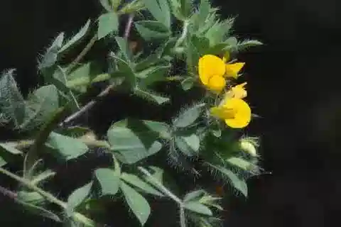 نبات Lotus angustissimus في بيئته الطبيعية
