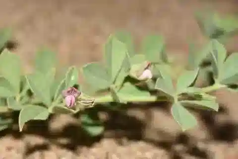 نبات Lotus arabicus في بيئته الطبيعية