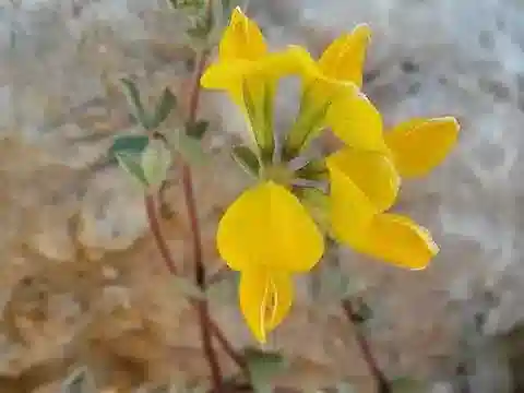 نبات Lotus arenarius في بيئته الطبيعية