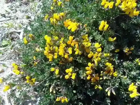نبات Lotus creticus في بيئته الطبيعية