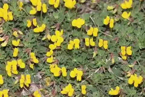 نبات Lotus cytisoides في بيئته الطبيعية