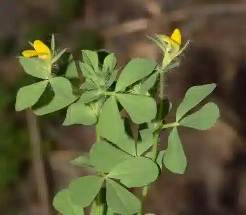 نبات Lotus edulis في بيئته الطبيعية