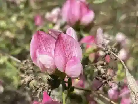 نبات Lotus gebelia في بيئته الطبيعية