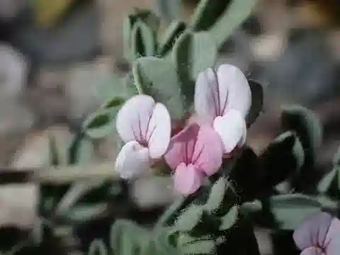 نبات Lotus glinoides في بيئته الطبيعية