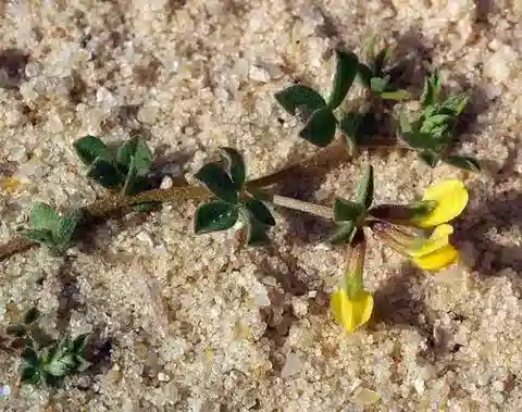 نبات Lotus halophilus في بيئته الطبيعية