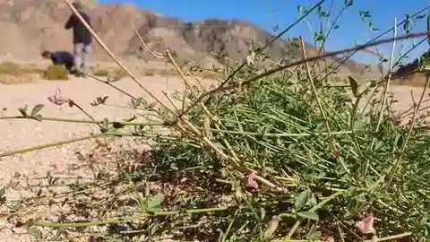 نبات Lotus hebranicus في بيئته الطبيعية