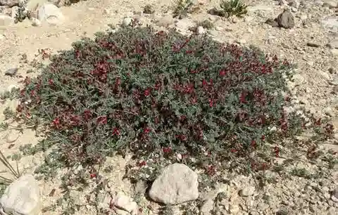 نبات Lotus lanuginosus في بيئته الطبيعية