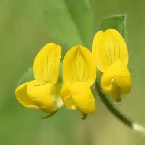 نبات Lotus ornithopodioides في بيئته الطبيعية