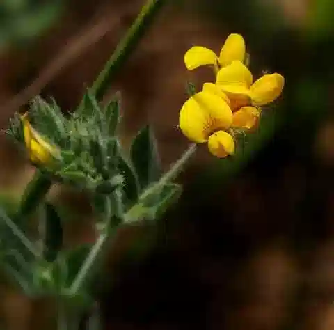 نبات Lotus palustris في بيئته الطبيعية