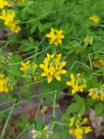 نبات Lotus pedunculatus subsp. pedunculatus في بيئته الطبيعية