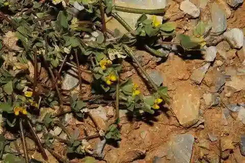 نبات Lotus peregrinus في بيئته الطبيعية