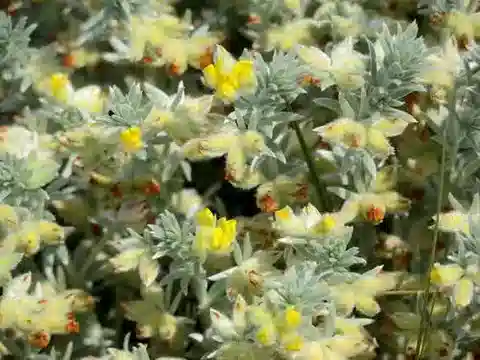 نبات Lotus polyphyllos في بيئته الطبيعية