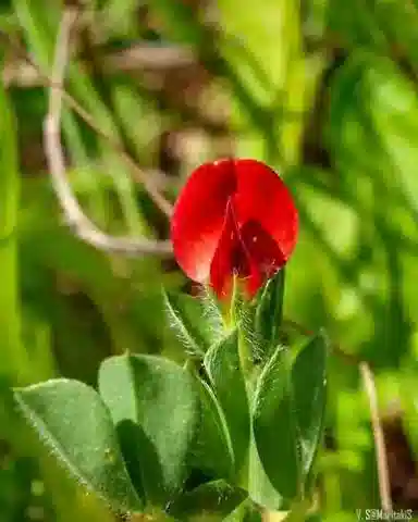 نبات Lotus tetragonolobus في بيئته الطبيعية