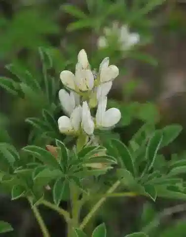 نبات Lupinus albus subsp. albus في بيئته الطبيعية