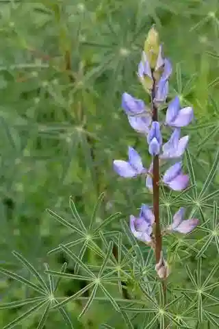 نبات Lupinus angustifolius في بيئته الطبيعية