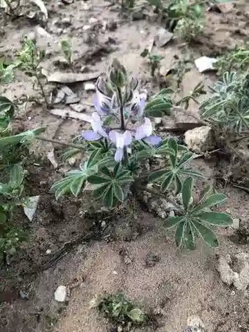 نبات Lupinus palaestinus في بيئته الطبيعية