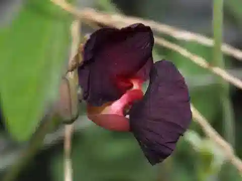 نبات Macroptilium atropurpureum في بيئته الطبيعية