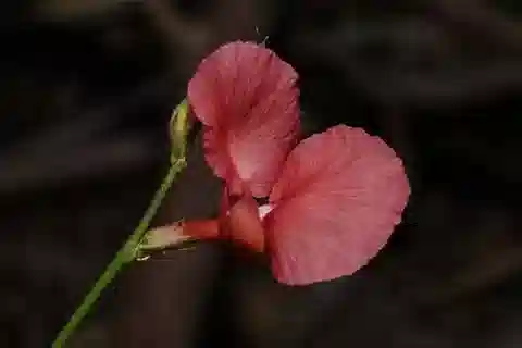نبات Macroptilium lathyroides في بيئته الطبيعية