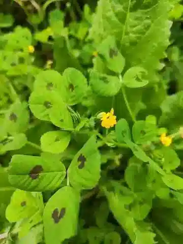 نبات Medicago arabica في بيئته الطبيعية