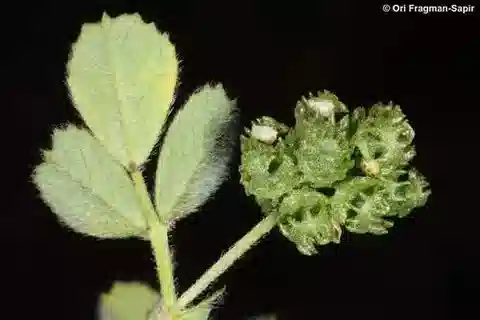 نبات Medicago coronata في بيئته الطبيعية