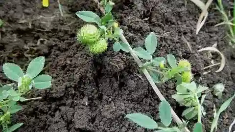 نبات Medicago granadensis في بيئته الطبيعية