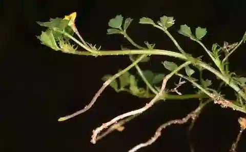 نبات Medicago hypogaea في بيئته الطبيعية