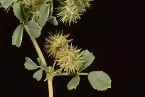 نبات Medicago laciniata var. brachyacantha في بيئته الطبيعية