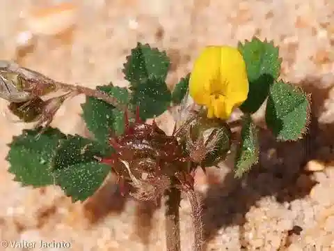 نبات Medicago littoralis var. littoralis في بيئته الطبيعية