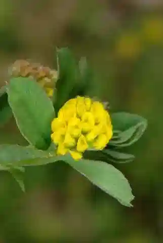 نبات Medicago lupulina في بيئته الطبيعية