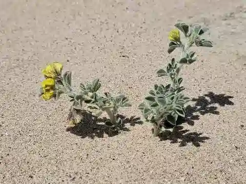 نبات Medicago marina في بيئته الطبيعية