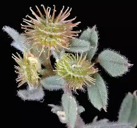 نبات Medicago minima في بيئته الطبيعية
