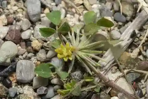 نبات Medicago monspeliaca في بيئته الطبيعية