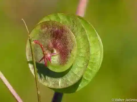 نبات Medicago orbicularis في بيئته الطبيعية