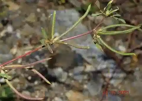 نبات Medicago polyceratia في بيئته الطبيعية