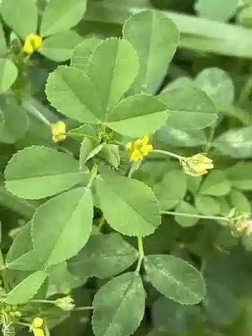 نبات Medicago polymorpha في بيئته الطبيعية