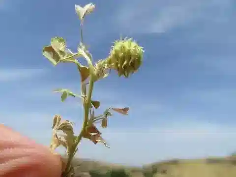 نبات Medicago rigidula في بيئته الطبيعية