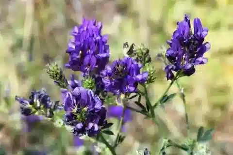 نبات Medicago sativa subsp. sativa في بيئته الطبيعية