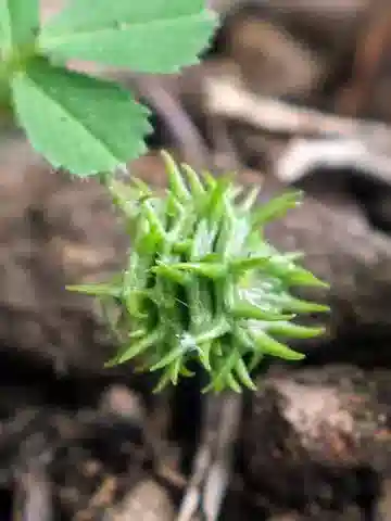 نبات Medicago truncatula في بيئته الطبيعية