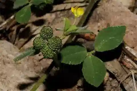نبات Medicago turbinata في بيئته الطبيعية