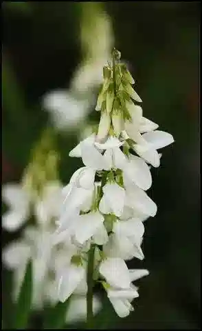 نبات Melilotus albus في بيئته الطبيعية