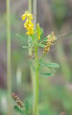 نبات Melilotus elegans في بيئته الطبيعية