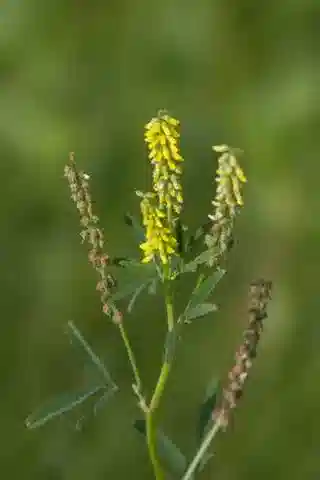 نبات Melilotus indicus في بيئته الطبيعية