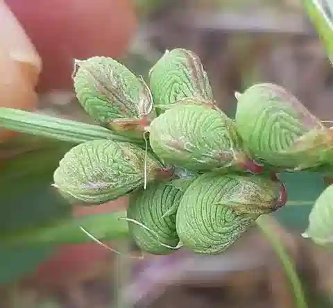 نبات Melilotus segetalis في بيئته الطبيعية