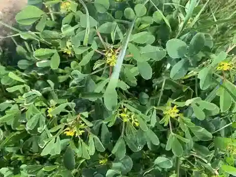 نبات Melilotus siculus في بيئته الطبيعية