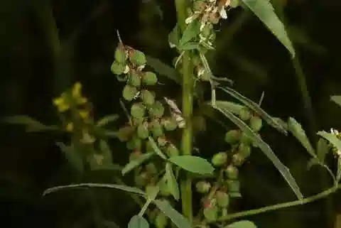 نبات Melilotus sulcatus في بيئته الطبيعية