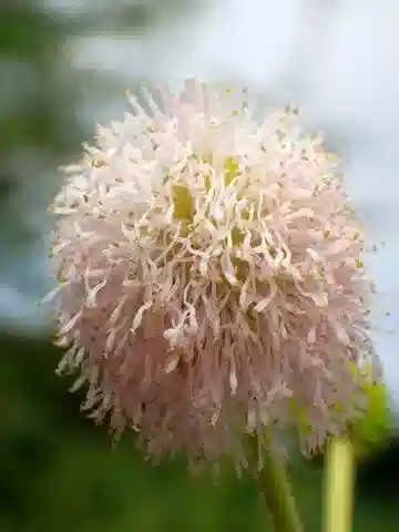 نبات Mimosa pigra var. pigra في بيئته الطبيعية