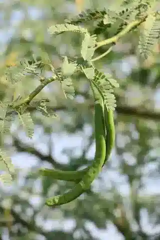 نبات Neltuma juliflora في بيئته الطبيعية
